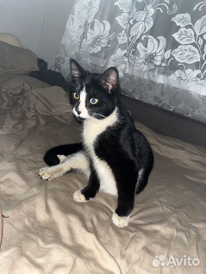 Котик в добрые руки