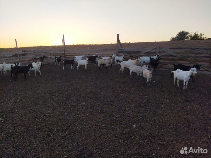 Козы молодые