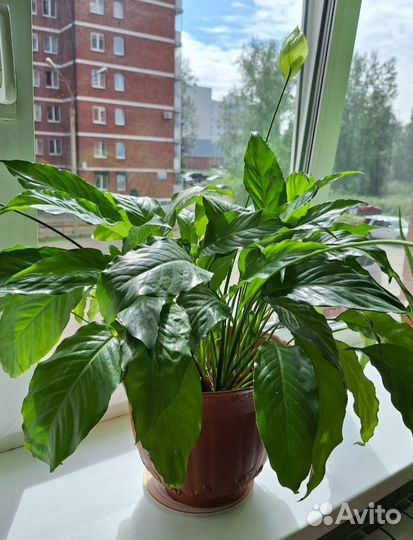 Спатифиллум