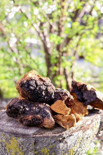 Чага березовая