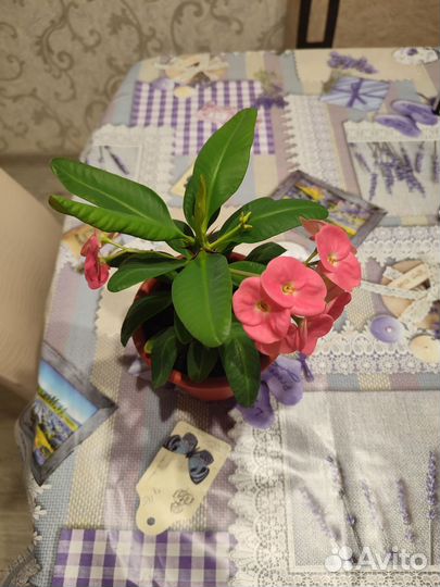 Молочай Миля розовый