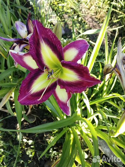 Лилейники сортовые