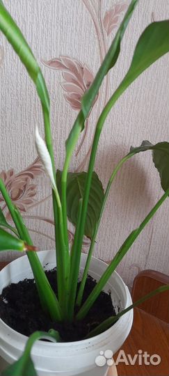 Спатифиллум,цветёт. С горшком