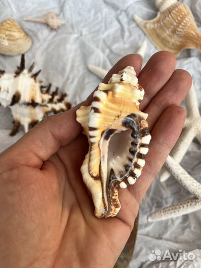 Набор ракушек