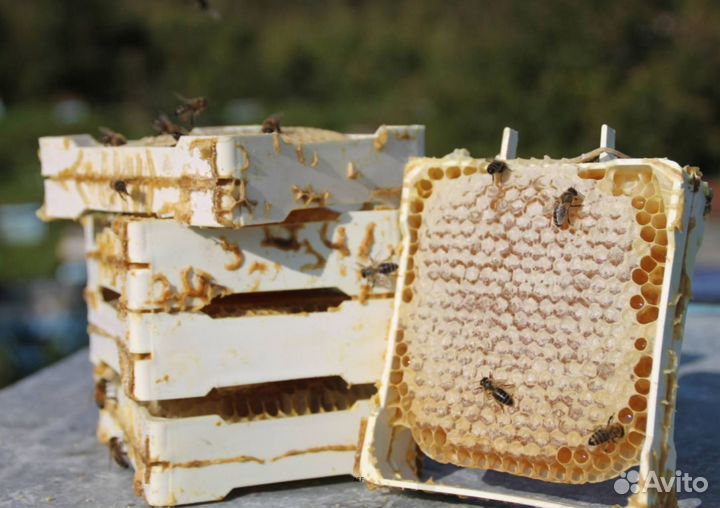 2024 Мёд натуральный с Алтая оптом