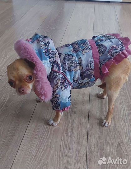 Одежда для маленьких собак