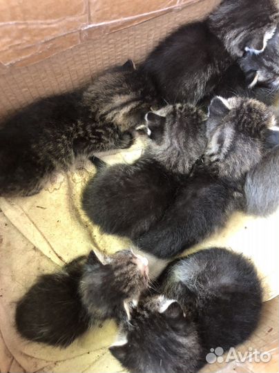 Котята в добрые руки