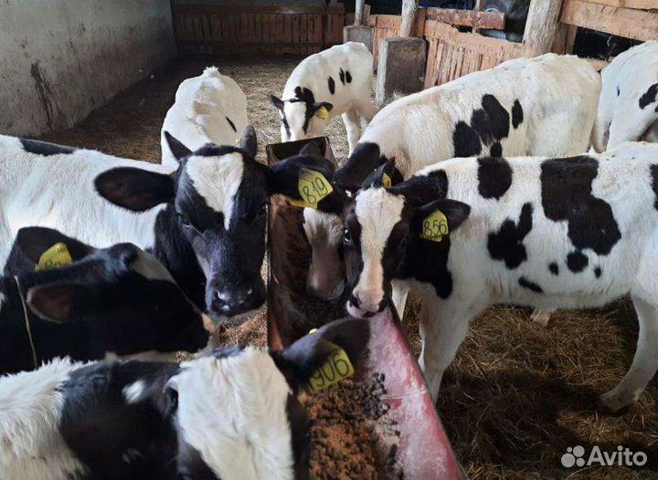 Бычки на откорм