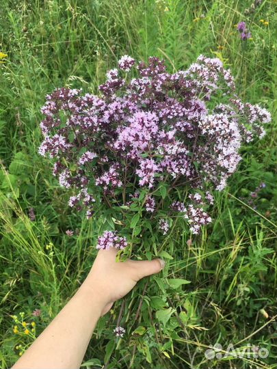 Трава душица