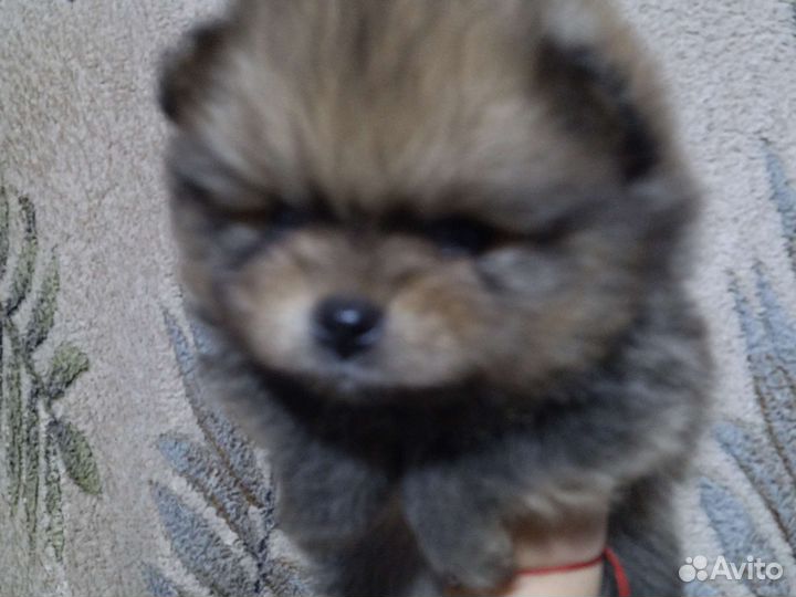 Щенки шпица