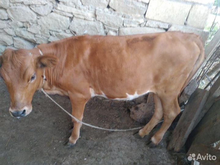 Корова с телёнком