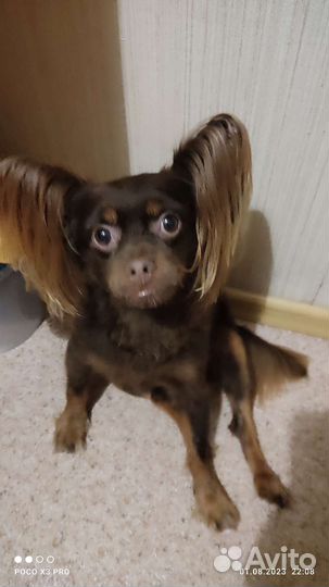 Московский той-терьер