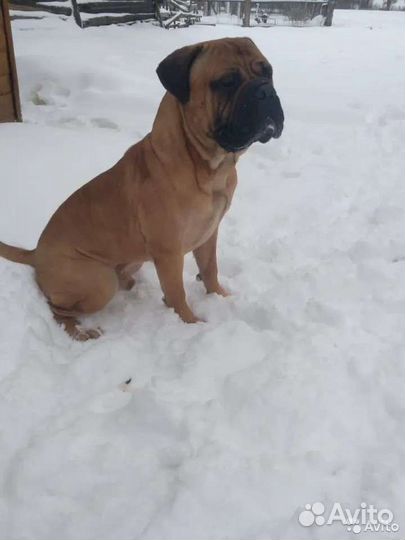 Бульмастиф
