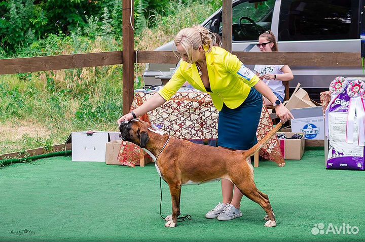 Немецкий Боксёр