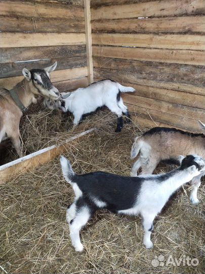 Продам козлят