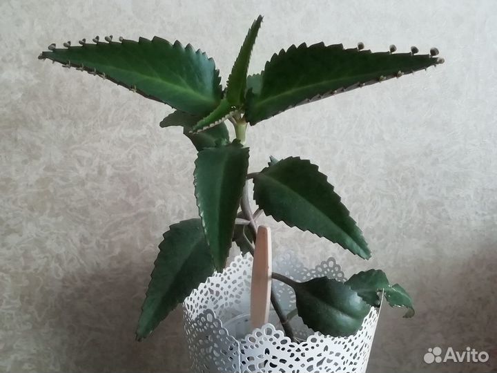 Каланхоэ лечебное