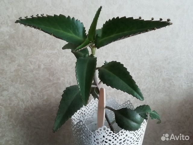 Каланхоэ лечебное