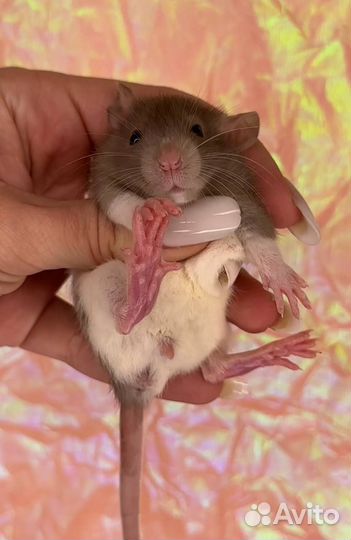 Декоративная крыса Дамбо и стандарт