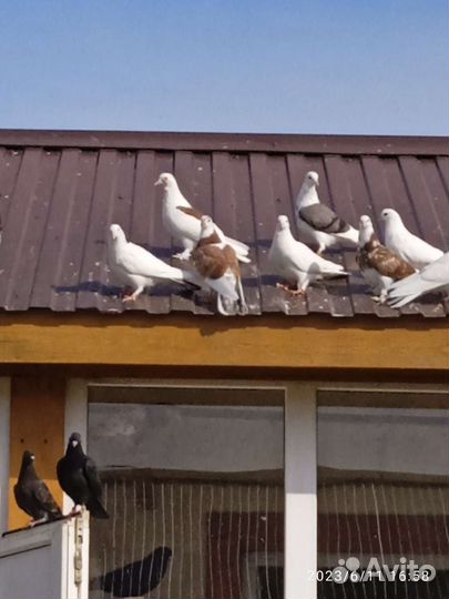 Бойные голуби