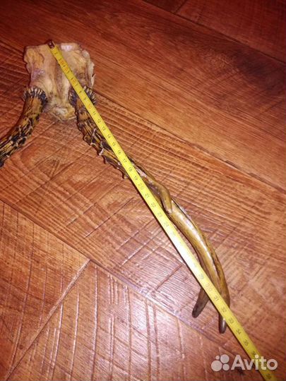 Рога косули