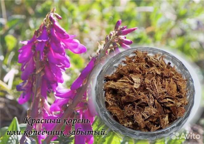 Красный корень Афродизиак