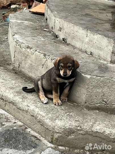 Собака Алабай 2 с половиной мес