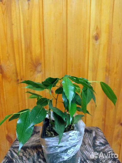 Фикус бенджамина