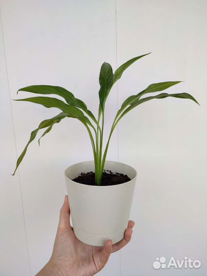 Спатифиллум