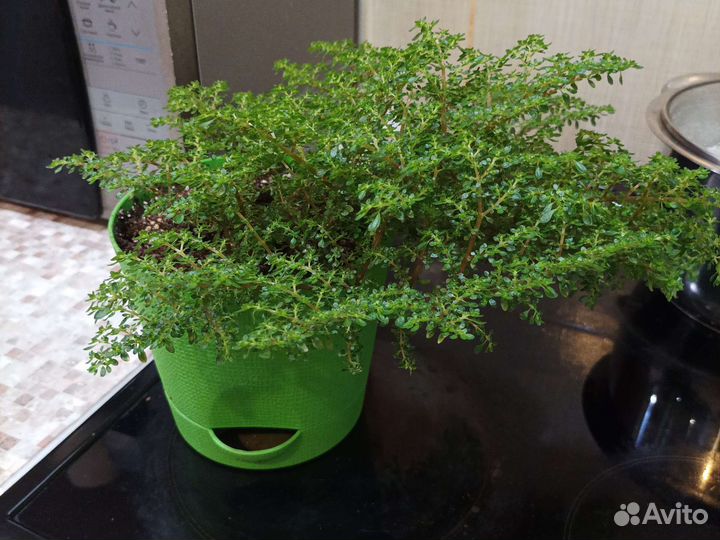 Комнатные растения 