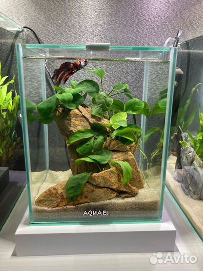 Аквариум 10, 25л