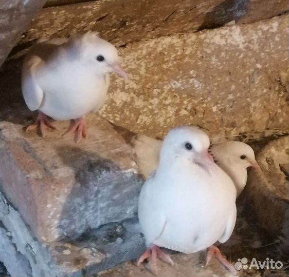 Голуби