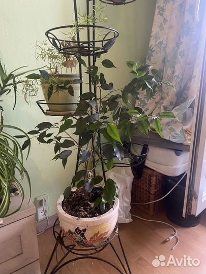 Фикус бенджамина