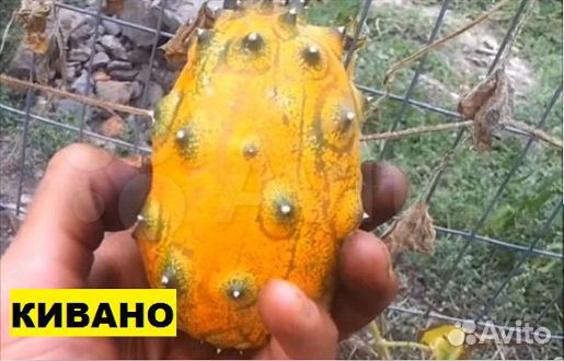 Семена овощей лекарственных плодовых растений