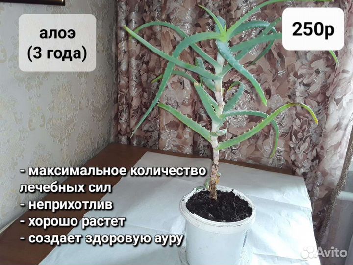 Растения у Вас дома