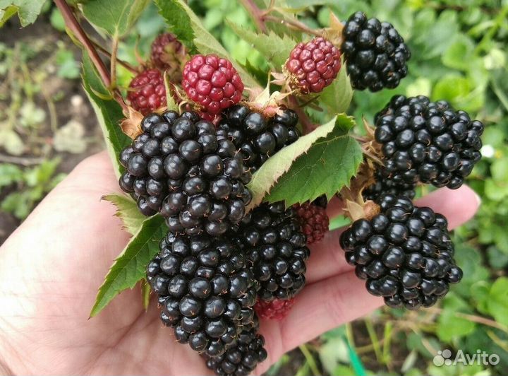 Саженцы малины и ежемалины сортовой