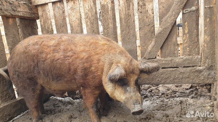 Поросята Венгерской мангалицы