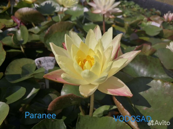 Нимфея Paranee