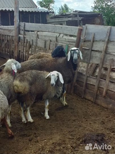 Курдючные бараны