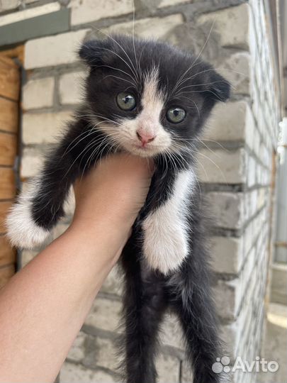 Кошки хомяки