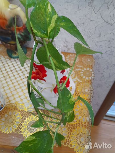 Продам цветы комнатные