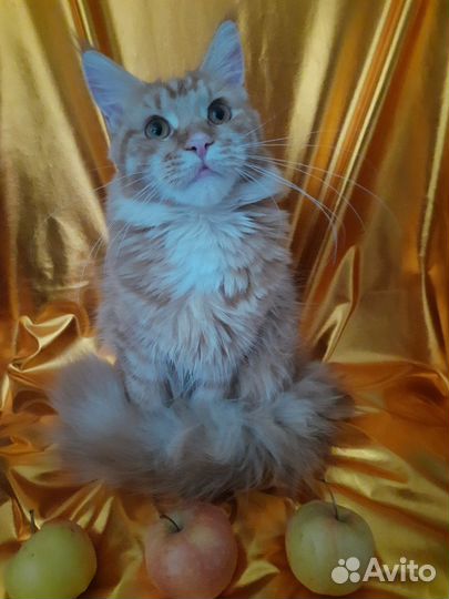 Котята Мейн-кун рыжие