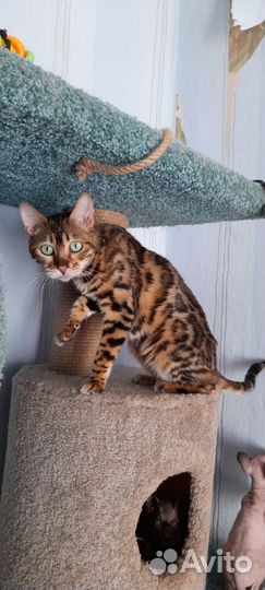 Бенгальская кошка