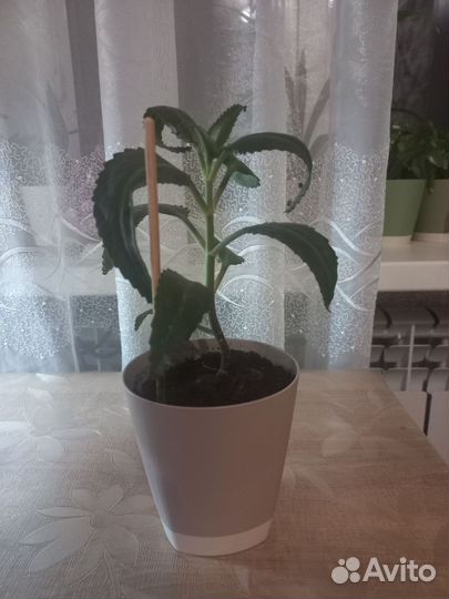 Каланхоэ лечебное