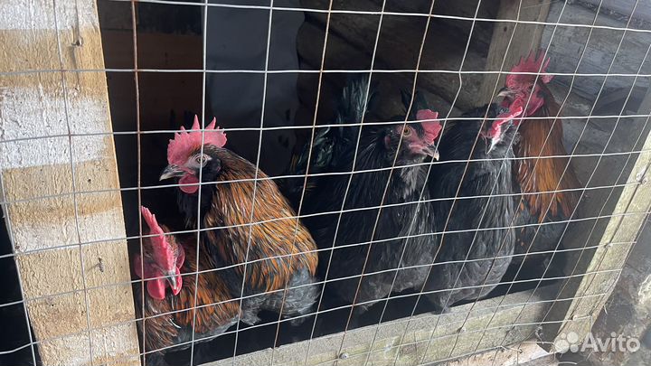 Молодые петухи