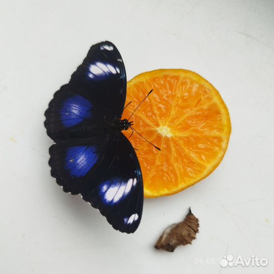 Живые бабочки для букета