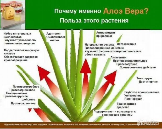 Алоэ вера (продан)остался небольшой отросток