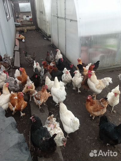 Куры несушки
