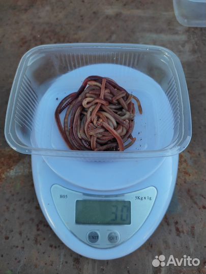 Черви крупные Дендробена