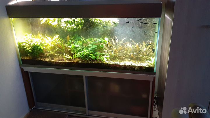 Аквариум