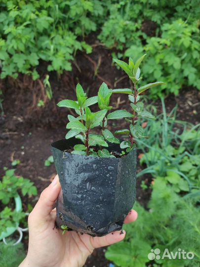 Мята перечная свежая пучком, а также рассада